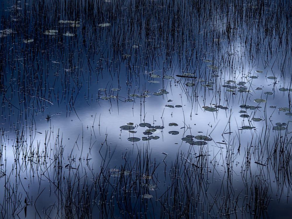 Reeds and lily pads reflected in the still blue surface of a desert pond, by Colleen Miniuk