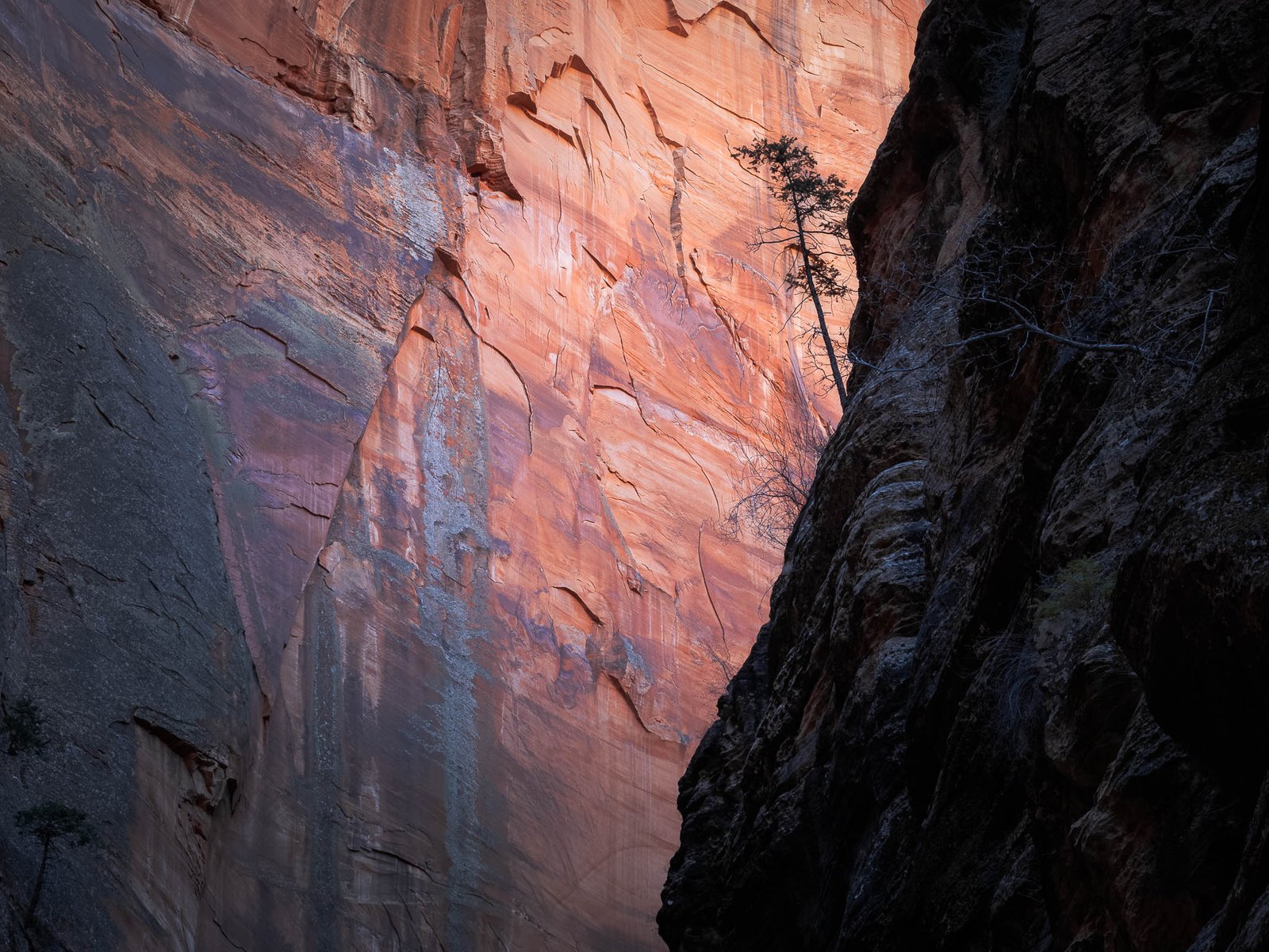 Warm light glowing on a towering sandstone canyon wall with a lone tree clinging to the shadowed face, by David Kingham