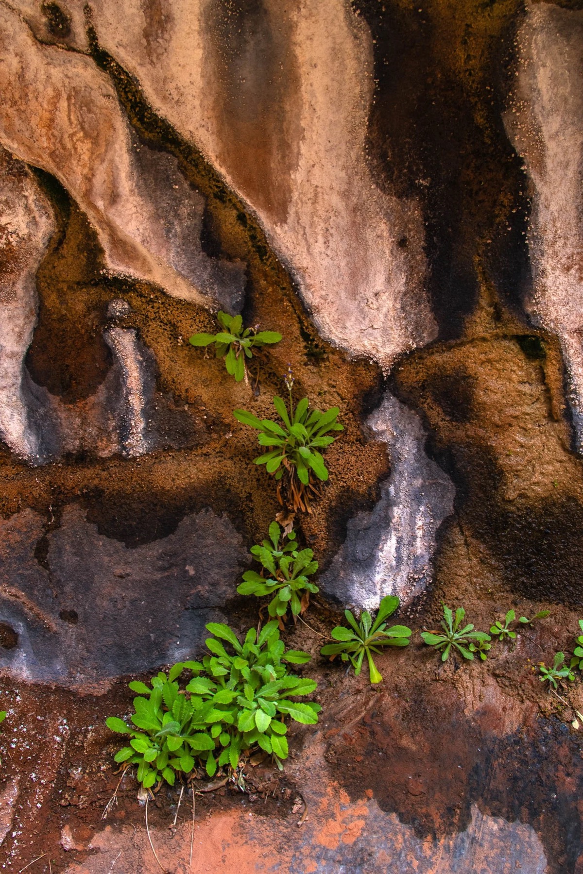 Tiny plants growing from a damp sandstone seep near Moab, by Jennifer Renwick
