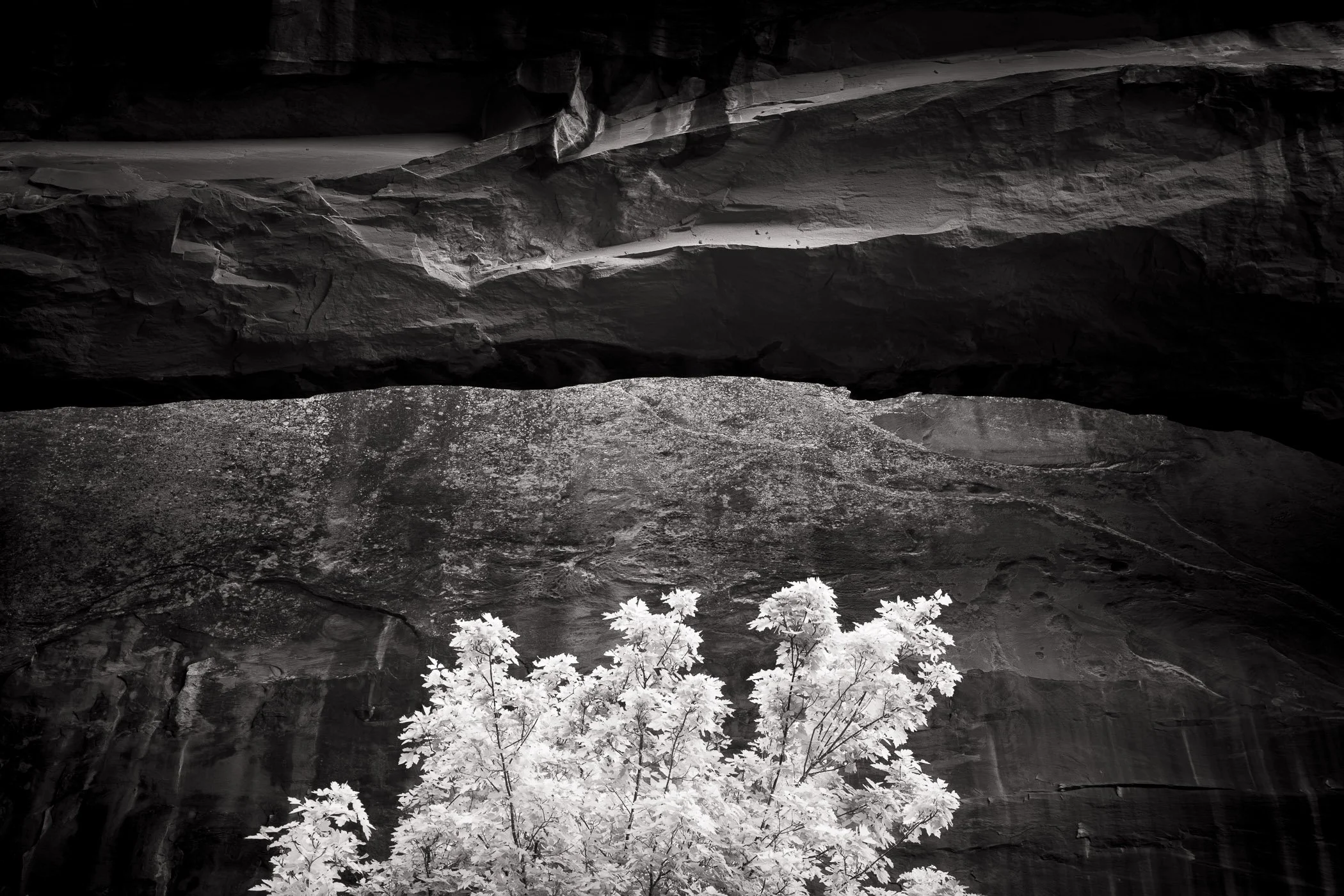 Black and white sandstone alcove with bright leaves, by Chuck Kimmerle