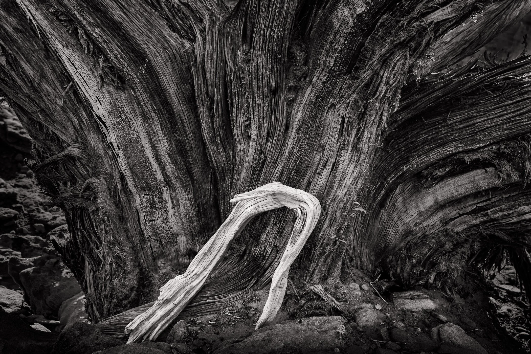 Weathered juniper detail in black and white, by Chuck Kimmerle